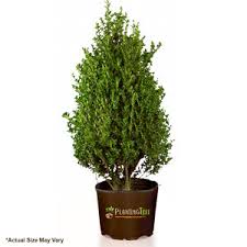 Steeds Holly Cone