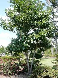 Sweet Bay Magnolia