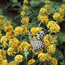 Honeycomb Butterfly Bush