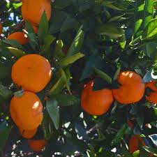 Arctic Frost Satsuma