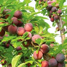 Methley Plum Tree