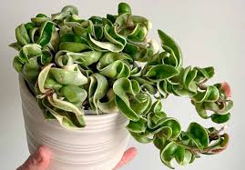 Hindu Rope Hoya