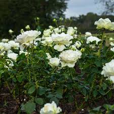 Shirley’s Bouquet Rose