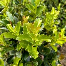 Monarch Holly