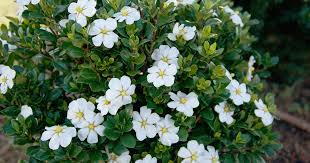 Scent Amazing Gardenia