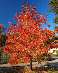Red Maple