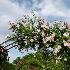 New Dawn Rose