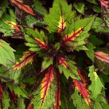 Ignite Coleus 'Special Effects'