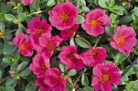 Grape Jelly Portulaca