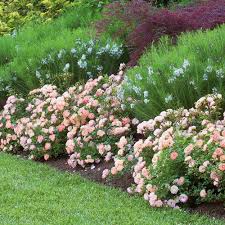 Peach Drift Rose
