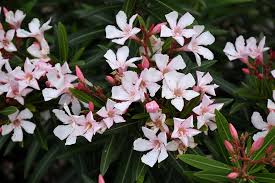 Petite Pink Ice Oleander