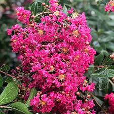 Tonto Crape Myrtle