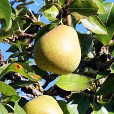 Hood Pear Tree