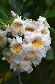 Dwarf Radermachera Jasmine Tree