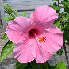 Seminole Pink Hibiscus