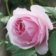 Scentous Rose