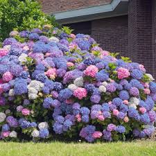 3-N-1 Hydrangea - Nikko Blue, White, & All Summer Beauty