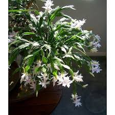 Malissa White Christmas Cactus