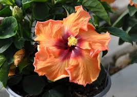 Sweetie Cajun Hibiscus