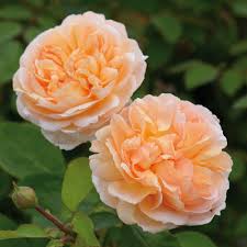 David Austin "The Lady Gardener" Rose