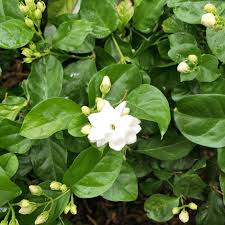Sambac Jasmine