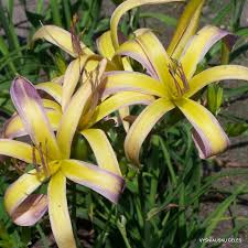 String Bikini Daylily