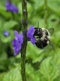 Porterweed