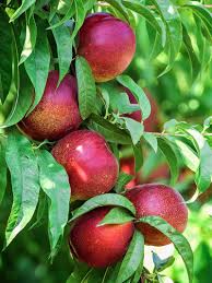 Sunlite Nectarine