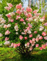 Vanilla Strawberry Hydrangea