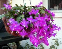 Lavender Christmas Cactus