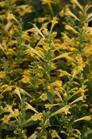 Summerlong Lemon Agastache