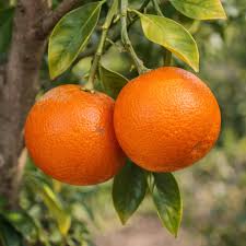 Page Mandarin