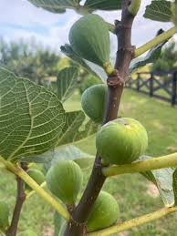 Lemon Blanche Fig Tree