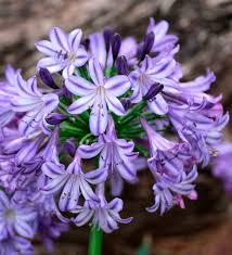 Ever Star Agapanthus