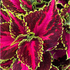 Main Street Ocean Drive Coleus