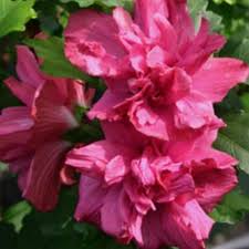 Lucy Althea (Rose of Sharon)