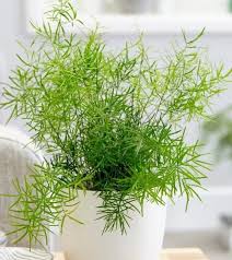 Asparagus Fern