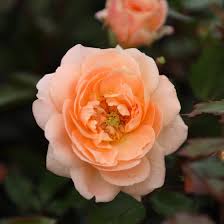 Apricot Drift Rose