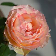Euphoria Rose