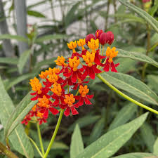 Tropical Milkweed