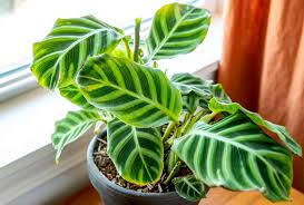 Calathea Zebra
