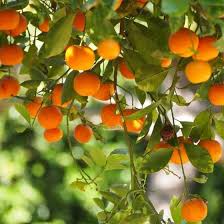 Dancy Tangerine Tree