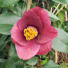Grape Soda Camellia