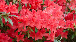 Fashion Azalea