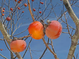 Native Persimmon