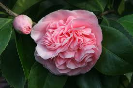 Debutante Camellia