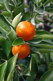 Orange Frost Satsuma