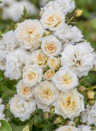 White Drift Rose