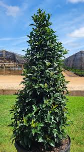 Crown Point Holly