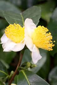 Tea Plant Camellia